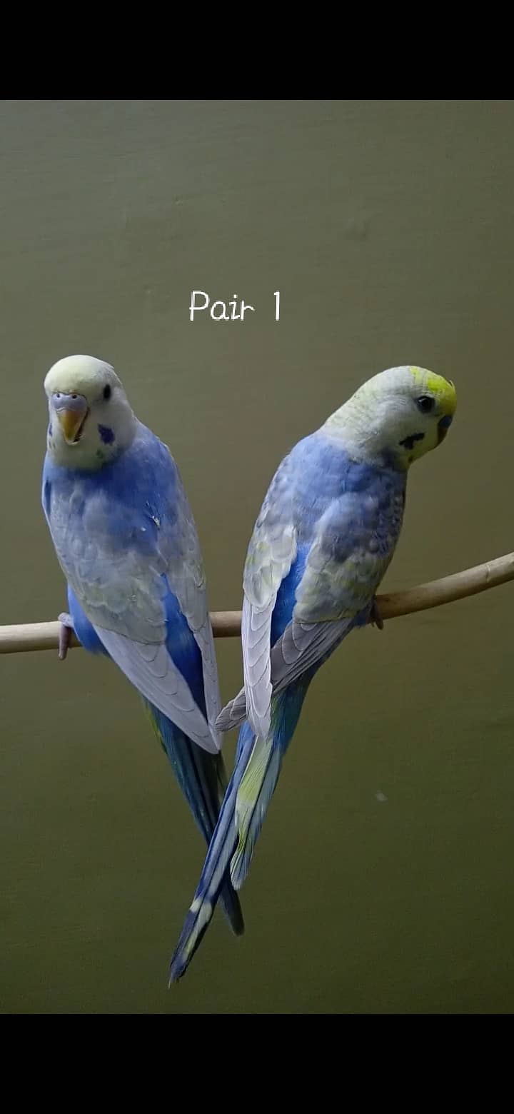 Rainbow Budgie 0