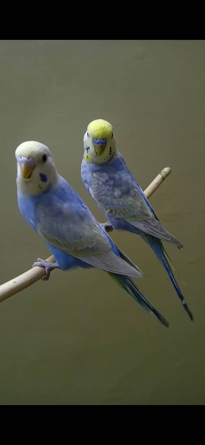 Rainbow Budgie 1