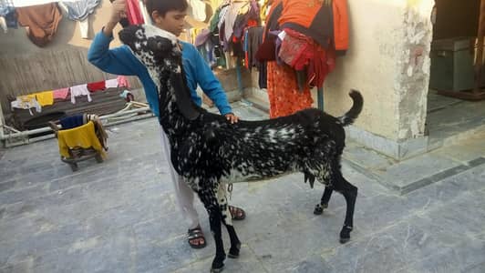 goat urgent for sale what's up number : 03057740975