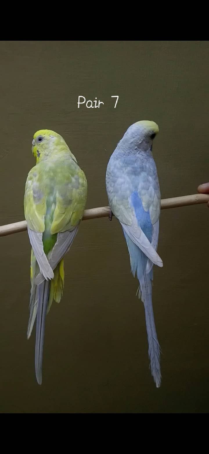 Rainbow Budgie 18