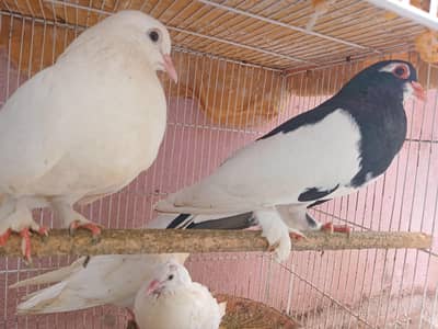 pigeon