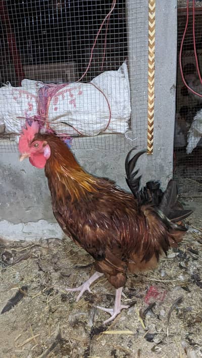 Golden Misri | Misri Hens | Golden Misri Pthiyan / pthy Available
