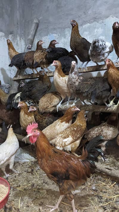 Golden Misri | Misri Hens | Golden Misri Pthiyan / pthy Available