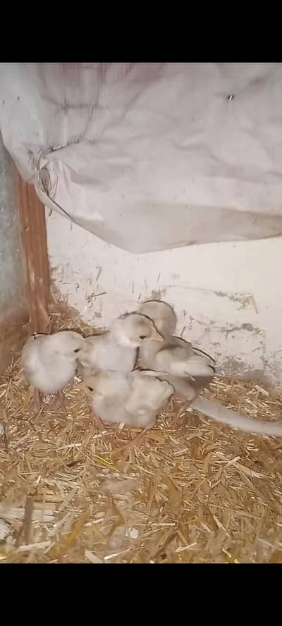 available 4 chicks white whatapp number 03199624534