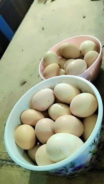 Fresh Aseel eggs