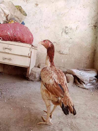 Aseel murgi urgent sale