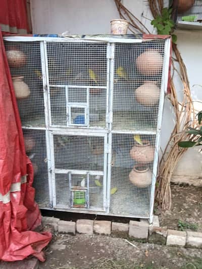 budgies breeders pair,s