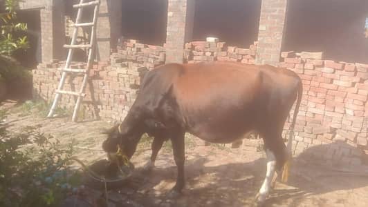 full ready cow for sell jersey crass main