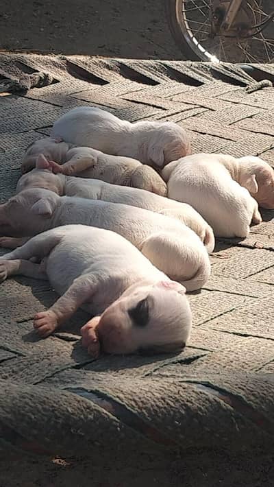 Gultair breeds for sale03335823124