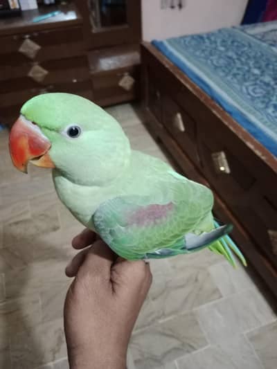 Raw Parrot