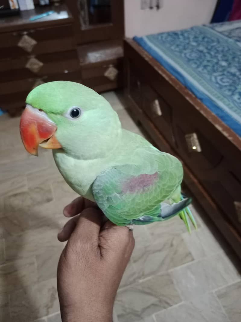 Raw Parrot 1