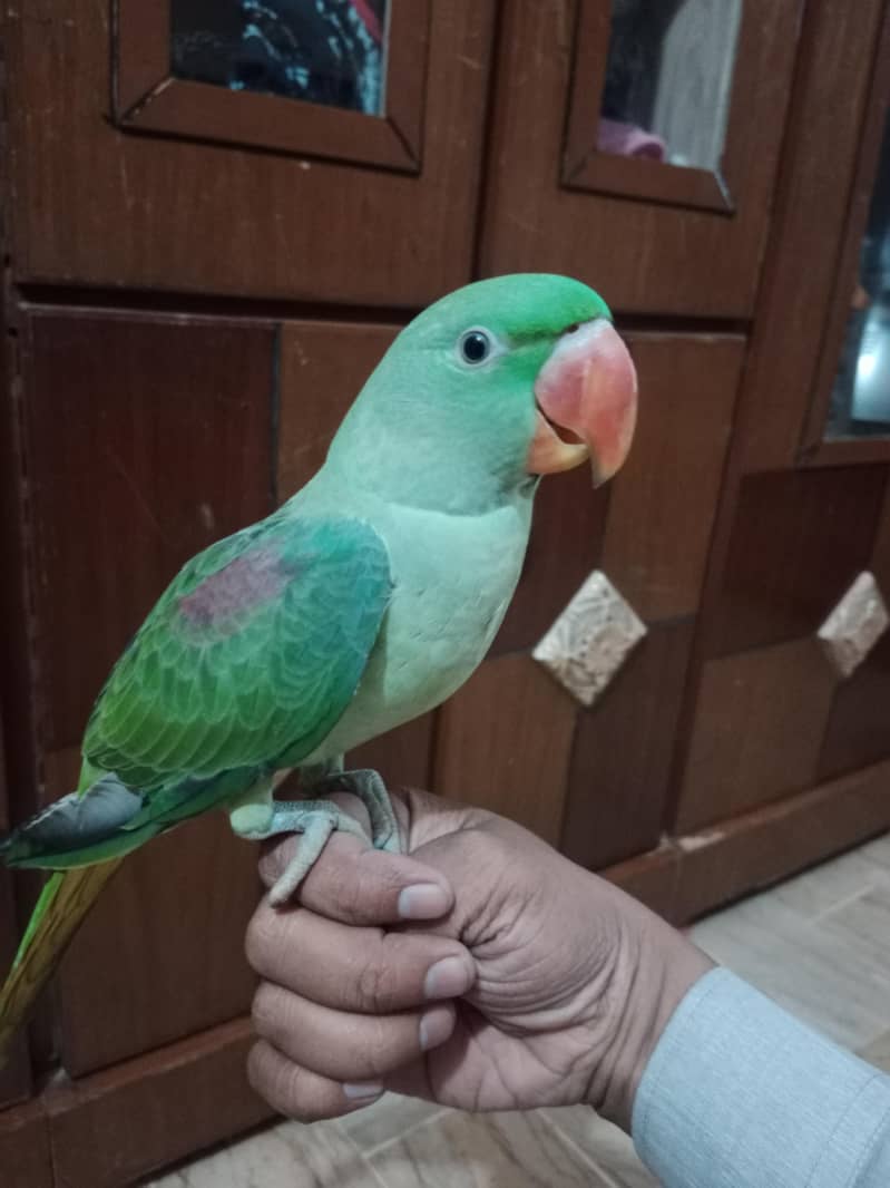 Raw Parrot 6