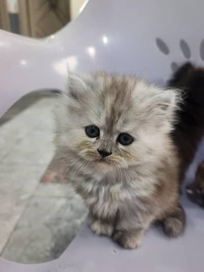 kids cat's