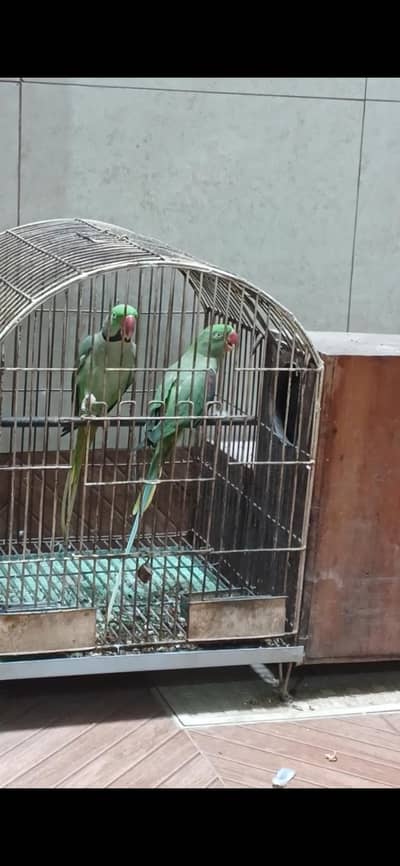 Parrot Pair for sale