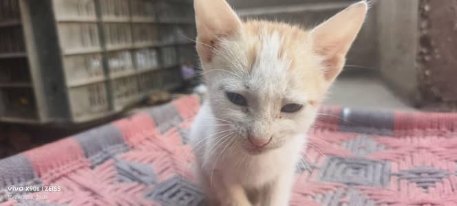 baby cat