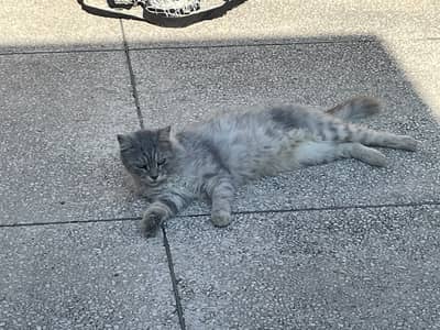 gray doll face percian /siberian mix