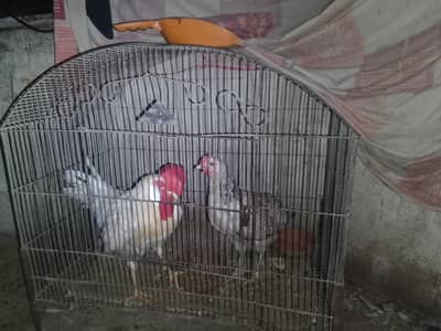 rooster and hen pair with cage
