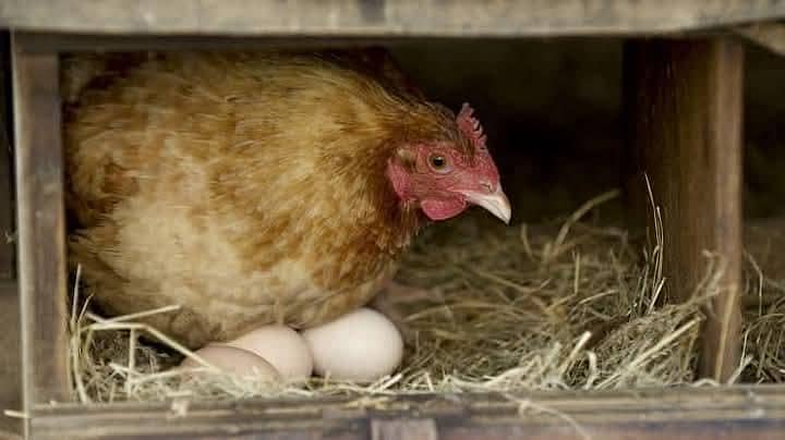 Desi Eggs 0