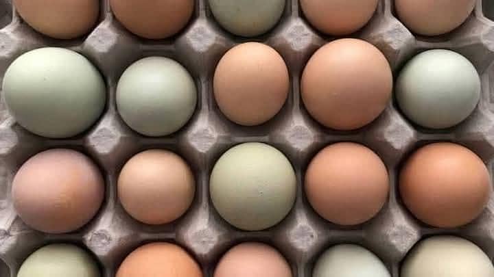 Desi Eggs 1