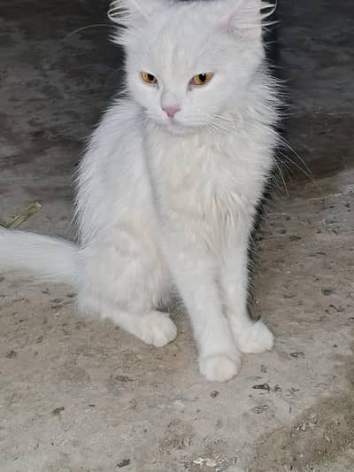 persion female cat yellow eyes