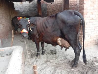 Friesian cholistani fresh cow for sale