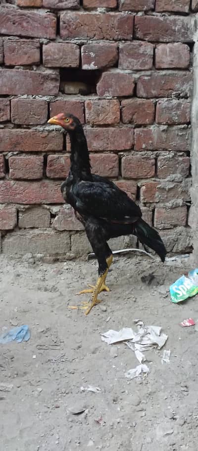 pakoya and sindhi cross patha