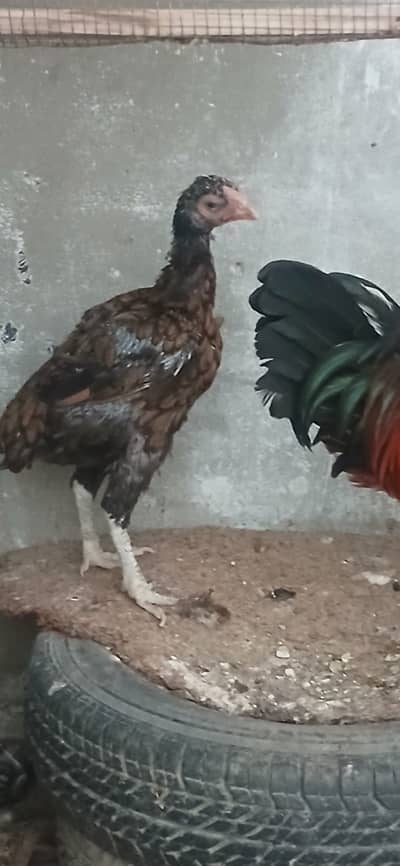 Hens for sale