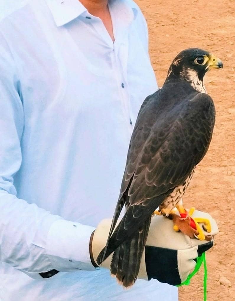 shaheen 0