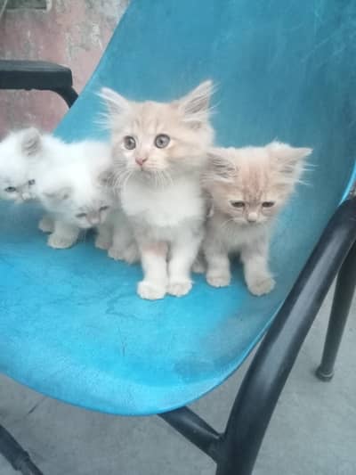 Blue Eyes Kitten
