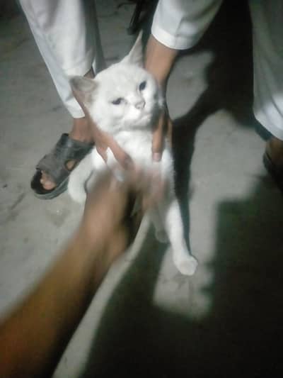 lado playful healthy females cat