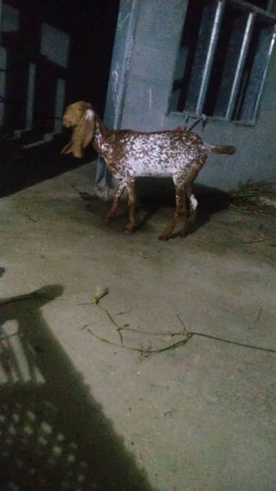 mackhichani goat available