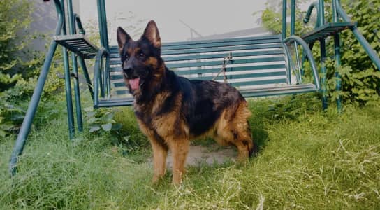 Top Quality Long Coat German Shephard Female For sale