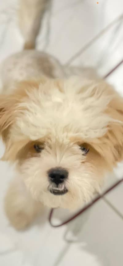 shih tizu Puppy