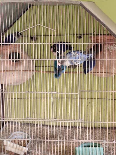 3 fisher breder pairs sale with cage