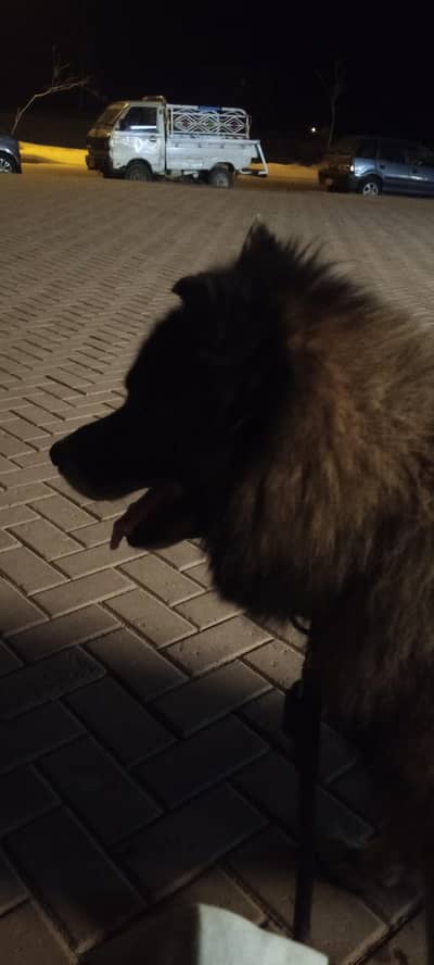 shepsky Boris