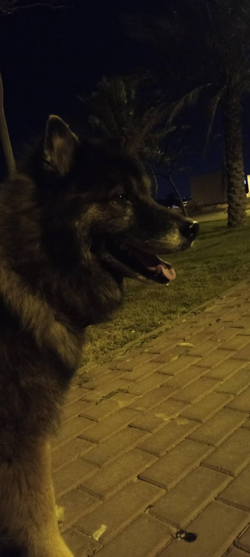shepsky Boris 1