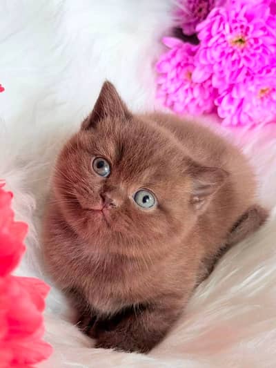 BRITISH SHORTHAIR & SCOTTISH FOLD IMPORTED CHOCOLATE BROWN CINNAMON