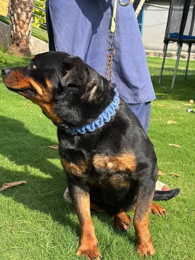 rottweiler black and brown