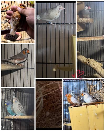 Zebra finches mutation , Jawa and budgies mutation