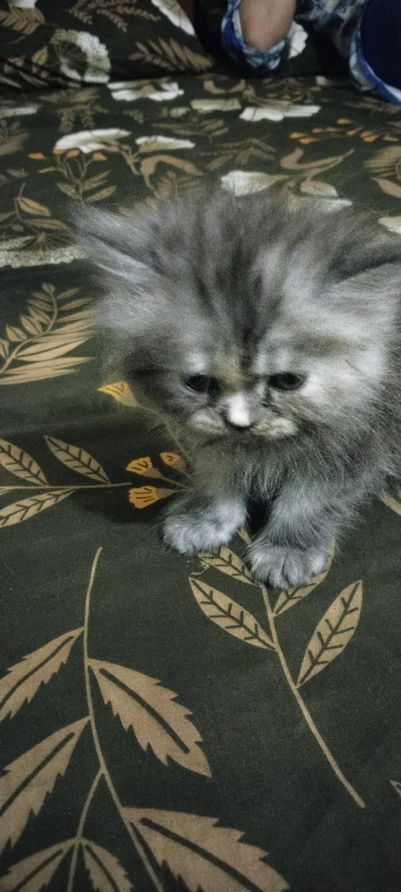 Azeem ghaffar 1