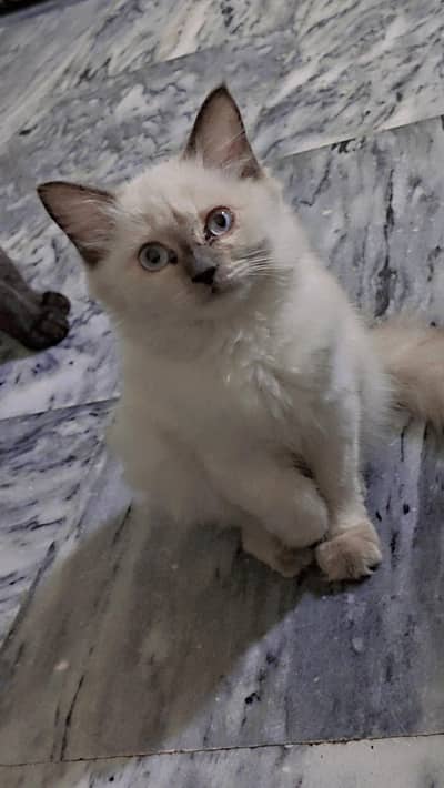 White cat