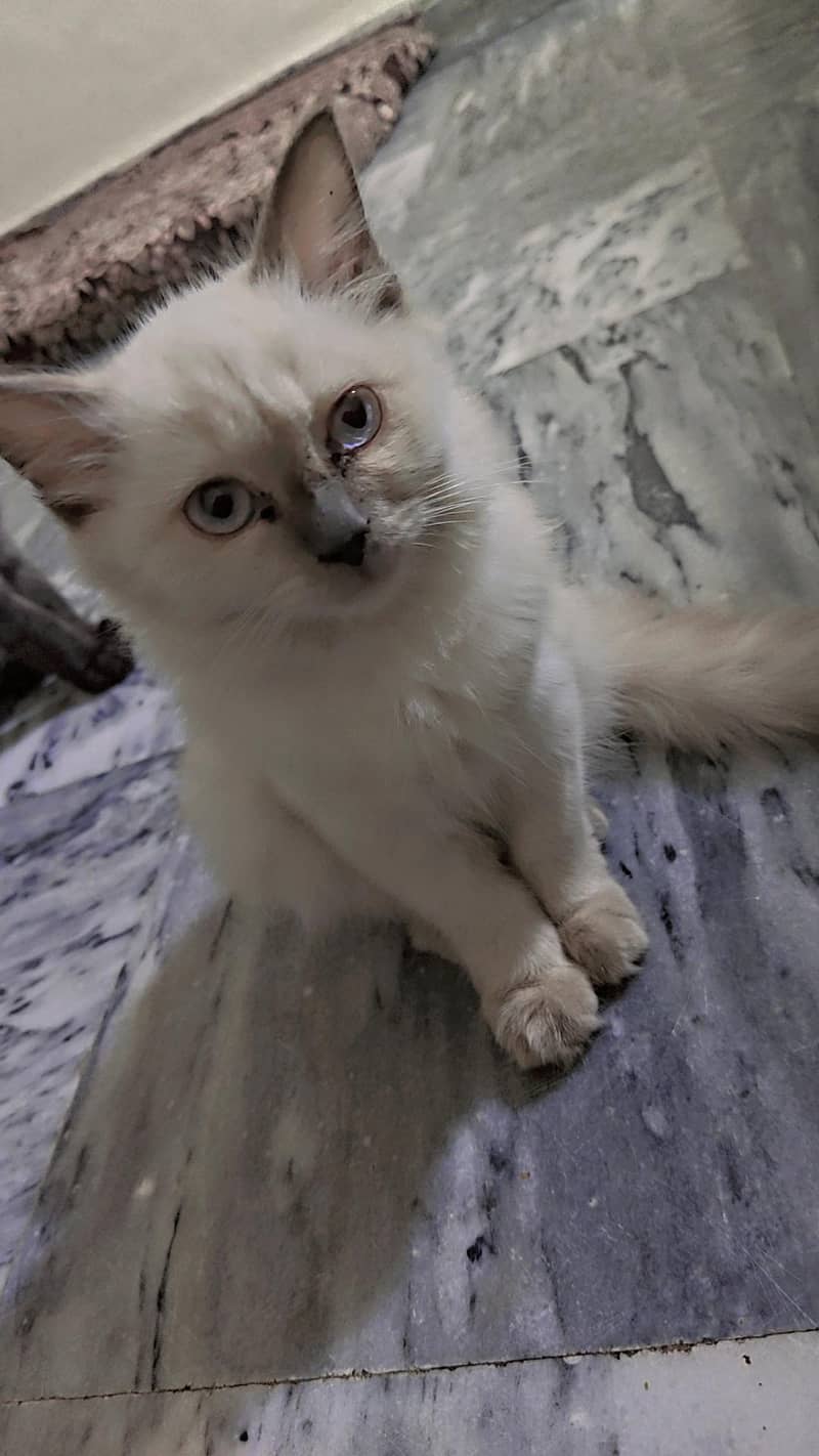 White cat 1