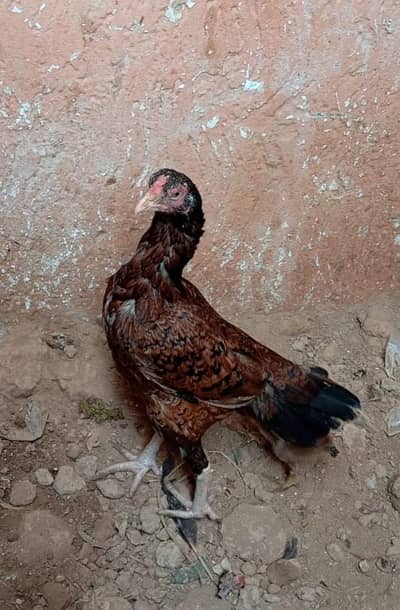 Khajoori aseel Madi for sale