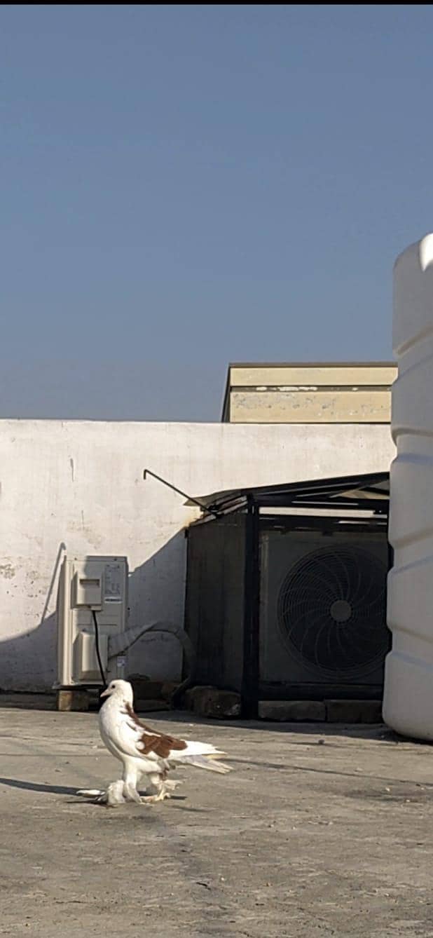 gubara kabootar 8