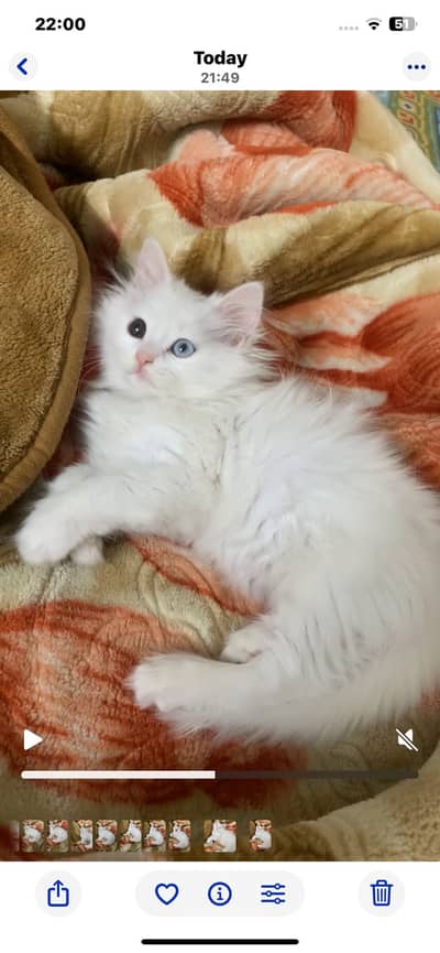 Persian kitten for sale
