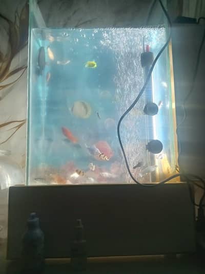 Fish Aquarium with heater,filter , meter and many fishes