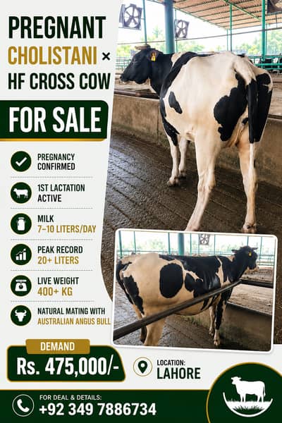 Pregnant and Milking Cow | Cholistani and HF Cross Cow
