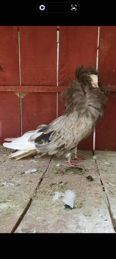 Jacobin breeder female