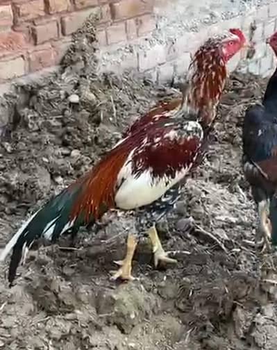 2 murgy for sale hy
