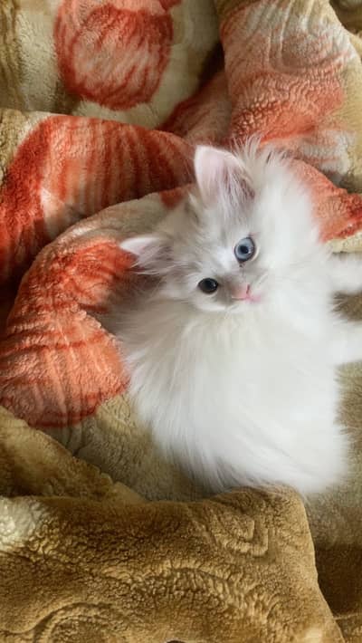 Persian kitten for sale